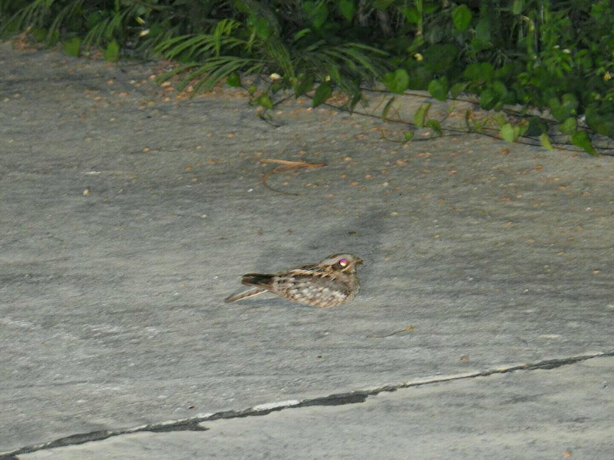 Baanraisooksangchan Kaeng Kachan Bagian luar foto